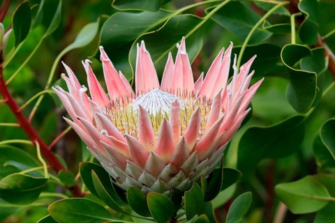 King Protea (Protea cynaroides), flower, flowering, flower, in spring, Kirstenbosch Botanical