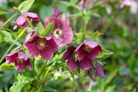 Oriental hellebore (Helleborus orientalis), Bavaria, Germany, Europe