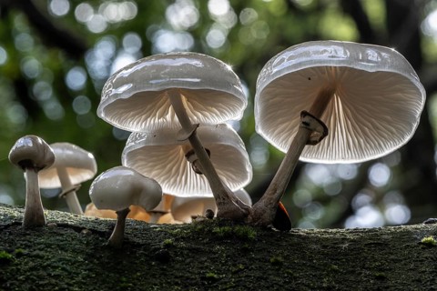 Ringed beech slime moulds (Oudemansiella mucida), Emsland, Lower Saxony, Germany, Europe