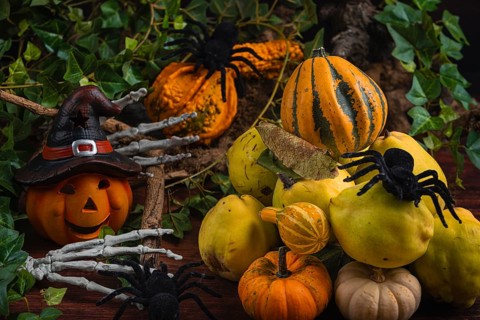 Halloween still life with quinces, pumpkins, spiders and a pumpkin with a witch's hat