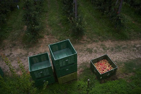 Different apple varieties, Golden Delicious, harvested, in crate, apple harvest, apple orchard,