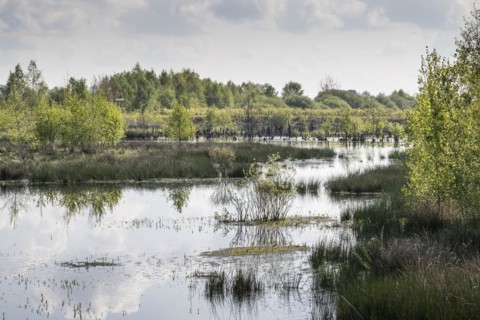 Moorland, rewetting, Emsland, Lower Saxony, Germany, Europe