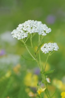 Common yarrow or common yarrow (Achillea millefolium), North Rhine-Westphalia, Germany, Europe