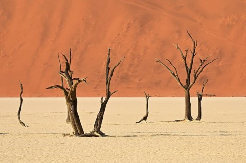 Dead camel thorn trees in the Deadvlei, Namib Desert, Namibia, Africa
