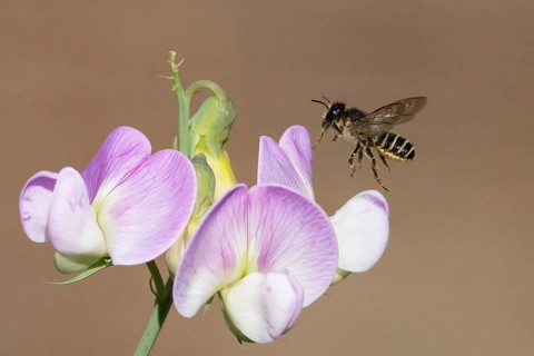 A pea moth bee (Megachile ericetorum) flies towards a purple-white flower, pea (Lathyrus odoratus),