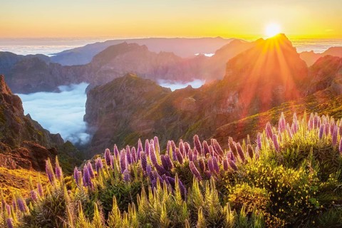 View from Pico do Arieiro of mountains over clouds with Pride of Madeira flowers and blooming