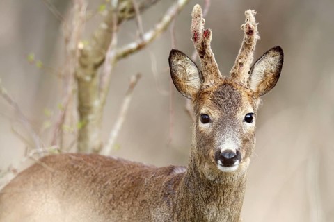 Roe deer looking head-on into the camera, surrounded by branches in the forest, European roe deer