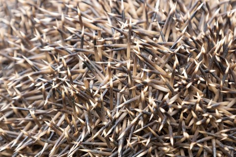 European hedgehog (Erinaceus europaeus) adult animal close up of its prickly spines, Suffolk,