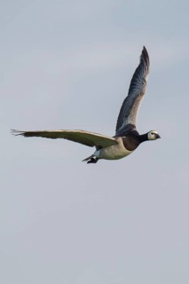 Barnacle goose or barnacle goose (Branta leucopsis) in flight over Hauke-Haien-Koog nature reserve,