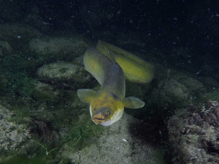 European eel (Anguilla anguilla) at night, Klosterinsel dive site, Rheinau, Canton Zurich, Rhine,