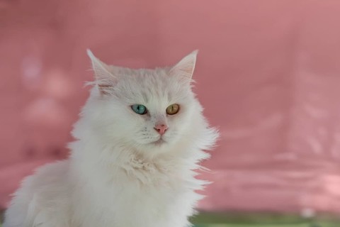 Blue and yellow odd eyed Van cat, Turkey, Asia