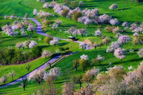 Postbus amidst blossoming cherry trees (Prunus avium), orchard in spring, Canton Solothurn,