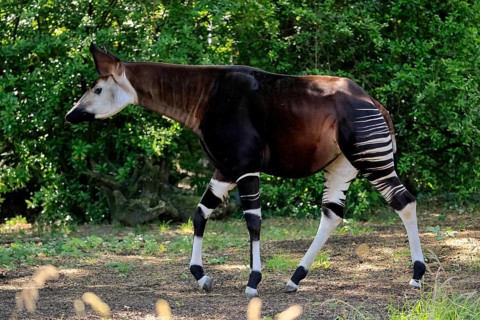 Okapi (Okapia johnstoni), adult, running, foraging, captive