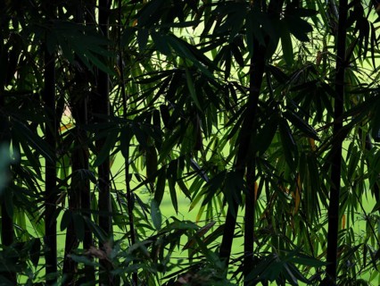 Forest green bamboo (Bambuseae) Bamboo grove, Sulawesi, Indonesia, Asia
