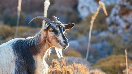 Goat with curved horns in natural environment, warm light of the golden hour, goat (s), free-range,