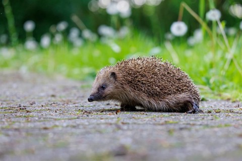 Hedgehog (Erinaceus europaeus), Germany, Europe