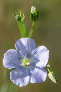 Flax (Linum ustatissimum), Emsland, Lower Saxony, Germany, Europe