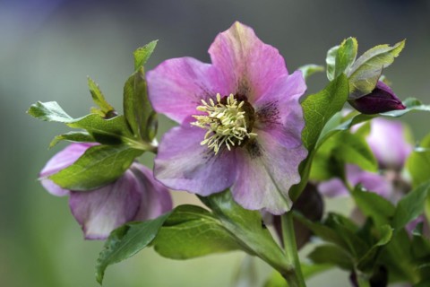 Oriental hellebore (Helleborus orientalis), spring hellebore, flower, Baden-Württemberg, Germany,