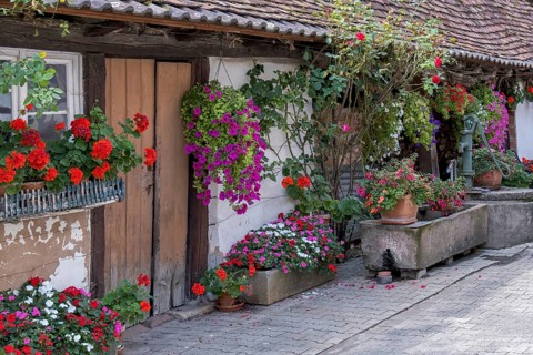 Rural scene with an old barn and many colourful flowers and hanging plants, Hunspach, Alsace,