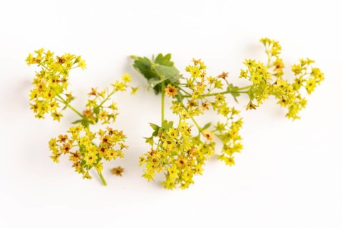 Inflorescences of lady's mantle (Alchemilla) on a white background