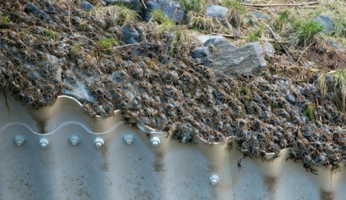 Masses of chinese mitten crab (Eriocheir sinensis), invasive species, neozoon, crabs, juveniles,