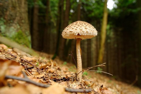 Parasol mushroom (Macrolepiota procera) in a forest, Bavaria