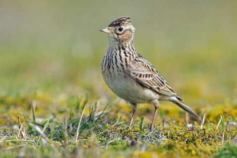 Eurasian skylark (Alauda arvensis) foraging on the ground