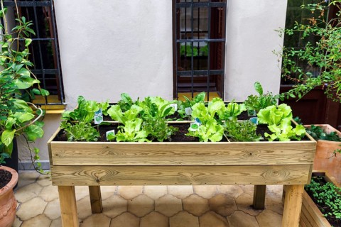 Raised bed with green salad on a terrace, Gracia neighbourhood, Barcelona, Spain, Europe