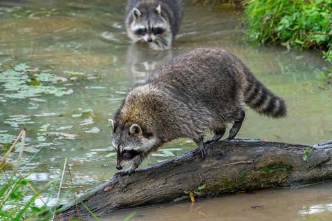 Common raccoon, North American racoon (Procyon lotor) crossing stream, rivulet over fallen tree