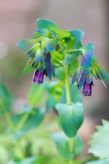 Great Waxflower (Cerinthe major L., flowering, Münsterland, North Rhine-Westphalia, Germany, Europe