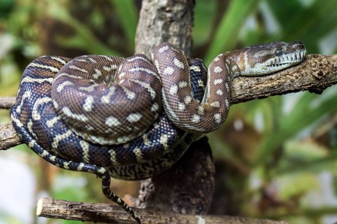 Central Morelia bredli, also known as Bredl's carpet python (Morelia bredli), lies on branch,