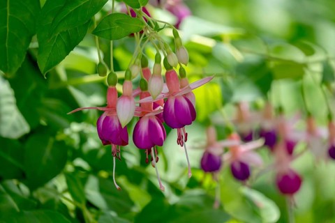 Fuchsias (Fuchsia), Münsterland, North Rhine-Westphalia, Germany, Europe