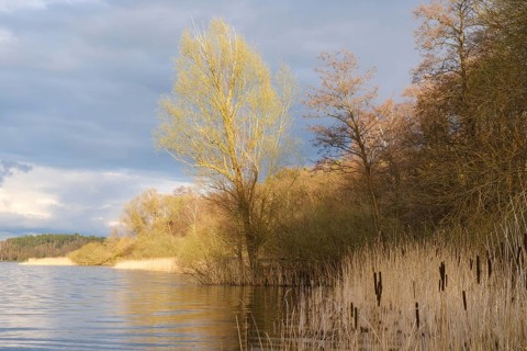 Landscape in the evening light at Lake Müritz, Müritz National Park, Mecklenburg Lake District,