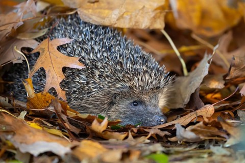 European hedgehog (Erinaceus europaeus) adult animal emerging from a pile of autumnal leaves in the