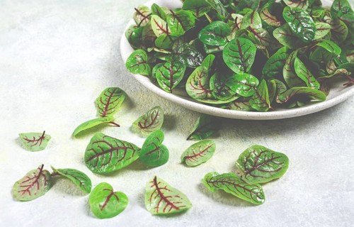 Sorrel bloody Mary, fresh baby sorrel leaves, with red veins, micro-greens, on a plate