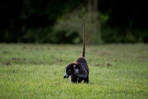 White-tailed coati (Nasua narica), adult, tail in the air, in a meadow, Sirena, Corcovado National