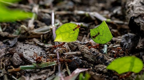 Leafcutter ants carrying leaves, ant trail, Tortuguero National Park, Costa Rica, Central America