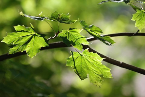 Norway maple (Acer platanoides), leaves, green, autumn, bright, The October sun illuminates the