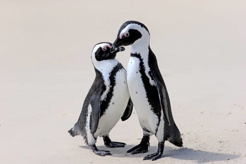 African penguin (Spheniscus demersus), pair on the beach, courtship, courtship display, Boulders,