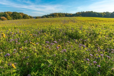 Muxal, field with purple-violet flowering catch crop phacelia and sunflowers, forest in autumn