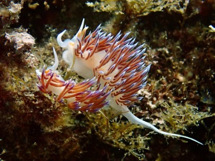 An elegant pair of colourful nudibranchs, Cratena peregrina, mating amidst marine plants in an