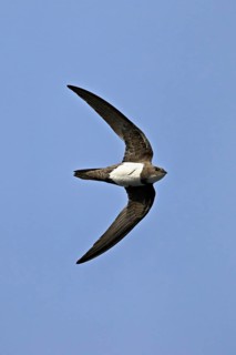 Alpine swift (Apus melba), adult, in flight, Switzerland, Europe