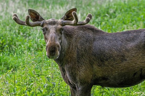Moose, elk (Alces alces) close-up portrait of bull, male with small antlers covered in velvet in