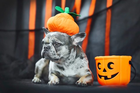 Funny French Bulldog dog wearing Halloween pumpkin costume hat in front of black and orange paper