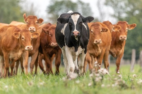 Herd of cows in pasture at end of summer. Alsace, France, Europe