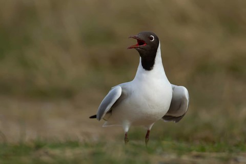 Black headed gull (Chroicocephalus ridibundus) adult bird calling on grassland, Hampshire, England,