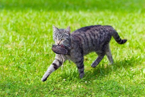 House cat, tabby mackerel, carries dead bird, Lower Saxony, Germany, Europe