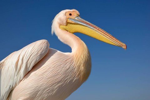 Great white pelican (Pelecanus onocrotalus), animal portrait, near Pelican Point, Walfish Bay,