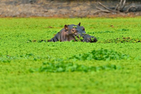 Hippo (Hippopotamus amphibius), among water plants, Mana Pools National Park, Mashonaland West