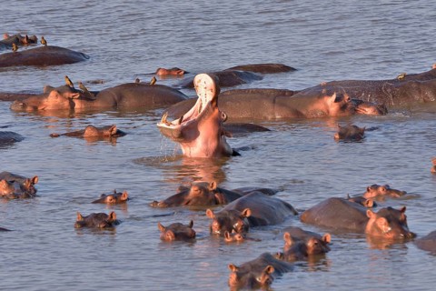 Hippos (Hippopotamus amphibius) in the Luangwa River, South Luangwa National Park, Zambia, Africa